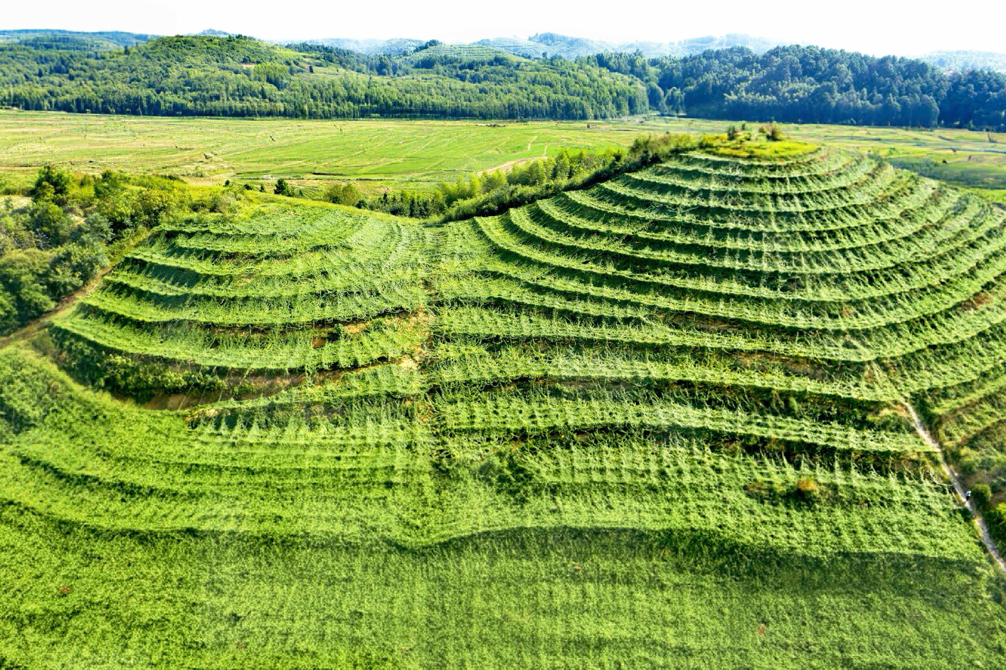 Organic Luo Han Guo Plantation